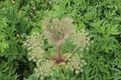 Agasyllis latifolia
