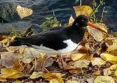 Haematopus ostralegus