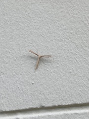 Hellinsia kellicottii