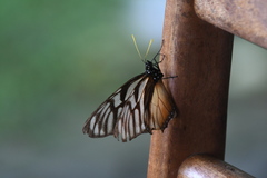 Lycorea ilione albescens