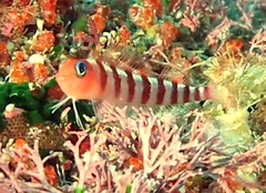 Notoclinops segmentatus