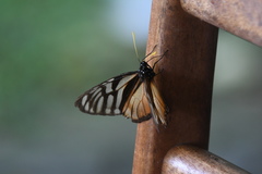 Lycorea ilione albescens