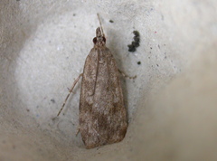 Scoparia subfusca