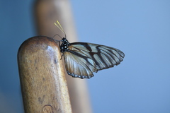 Lycorea ilione albescens