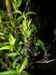 Barleria delagoensis