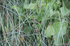 Carex disticha
