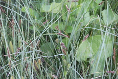 Carex disticha