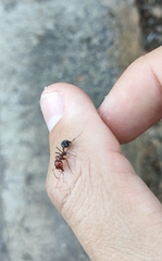 Messor minor hesperius