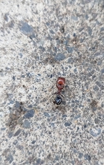 Messor minor hesperius