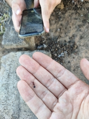 Messor minor hesperius