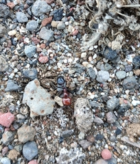 Messor minor hesperius