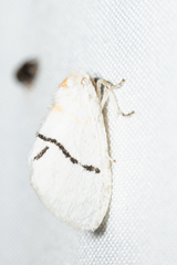 Euproctis albolyclene