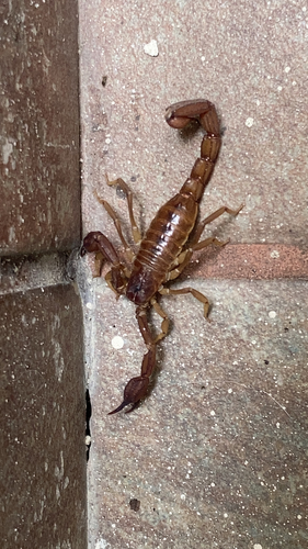 Thorellius intrepidus