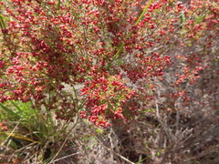 Erica interrupta