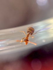 Prenolepis imparis