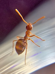 Prenolepis imparis
