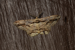 Coremecis nigrovittata