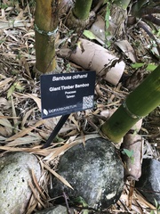 Bambusa oldhamii