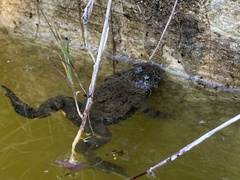 Bombina variegata pachypus