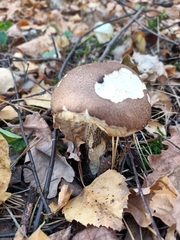 Leccinum scabrum