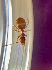 Prenolepis imparis