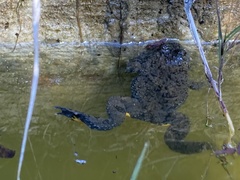 Bombina variegata pachypus