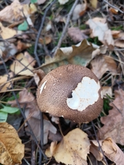 Leccinum scabrum