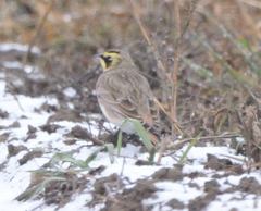 Eremophila alpestris flava