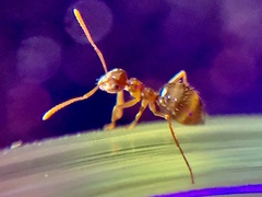 Prenolepis imparis