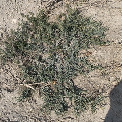 Euploca ovalifolia
