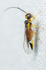 Stenopsocus