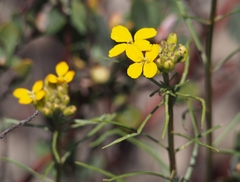 Erysimum teretifolium