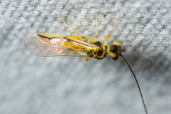 Stenopsocus
