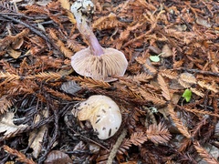 Thaxterogaster purpurascens