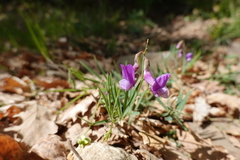 Lathyrus filiformis