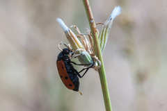 Hycleus duodecimpunctatus