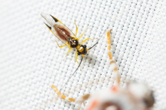 Stenopsocus