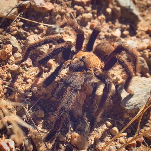 Texas brown tarantula