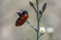 Hycleus duodecimpunctatus