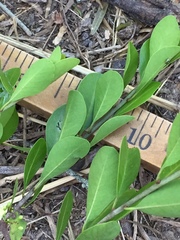 Sideroxylon celastrinum