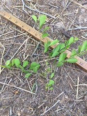 Sideroxylon celastrinum