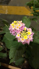 Lantana camara