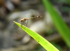 Dythemis sterilis