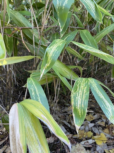 Sasa palmata iNat (3)