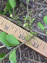 Sideroxylon celastrinum