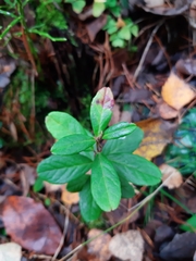 Vaccinium vitis-idaea