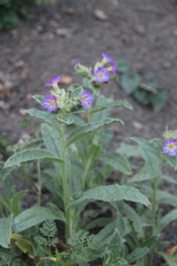 Nonea versicolor