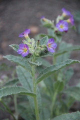 Nonea versicolor