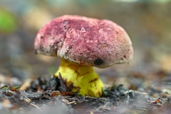 Butyriboletus loyo