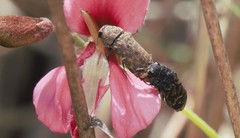 Acmaeodera ruficaudis